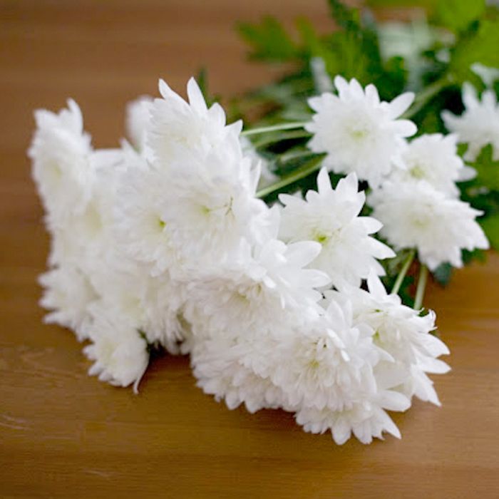 WHITE CRYSANTHYMUM FLOWERS